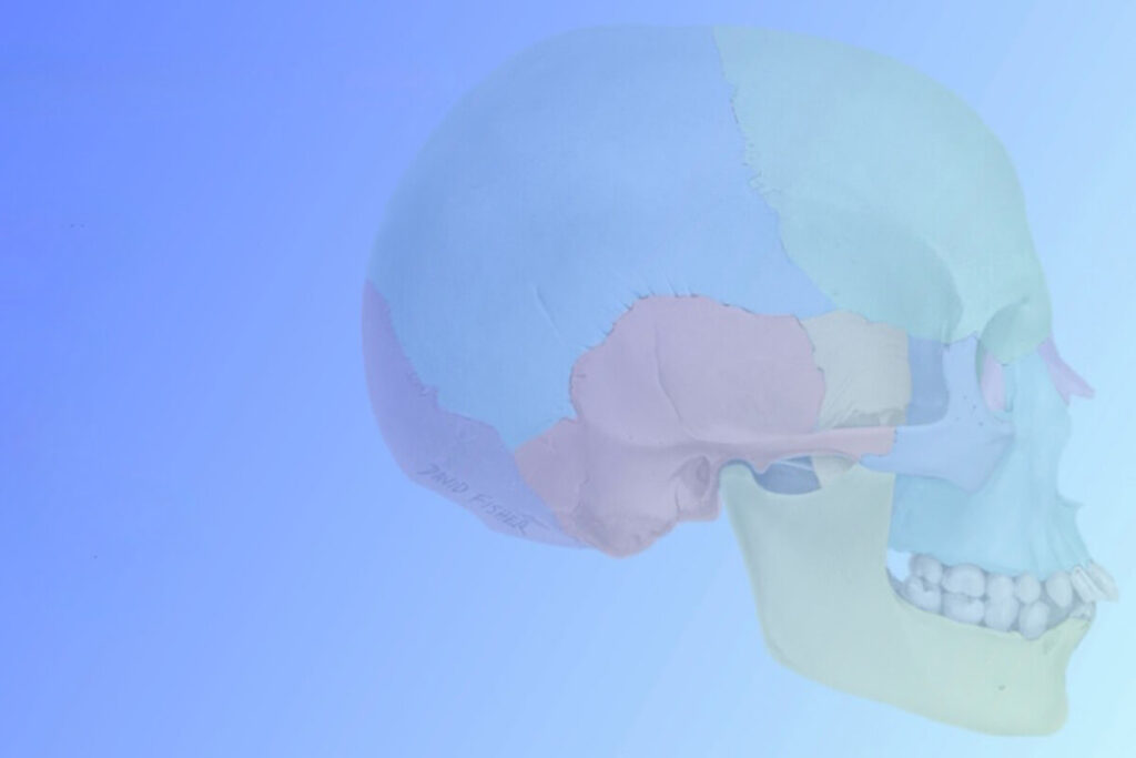 第1回 口腔顎顔面外科解剖研究会(CARE-OMS)解剖実習を終えて